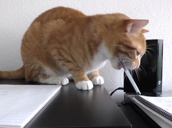 Doing Work Around Cats Can Be Almost Impossible...Unless You Know These Tricks
twnewsjp.com/page.php?id=12…