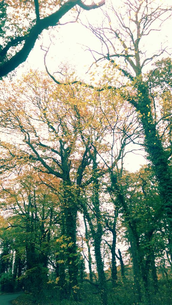 Goes nicely with Autumn mornings stroll - Summoning - Morthond   youtu.be/s_qOtvBvago #summoning #metal