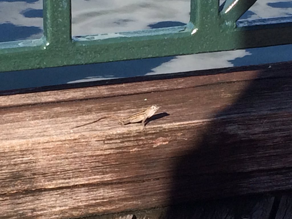 GrumpyMonorail's tweet image. Good morning from the Boardwalk. Had breakfast with a fellow lizard.  #runBOGP