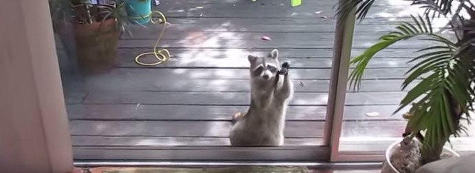 After She's Stolen All Of The Cat Food, This Mom Raccoon Does Something Adorable
twnewsjp.com/page.php?id=16…