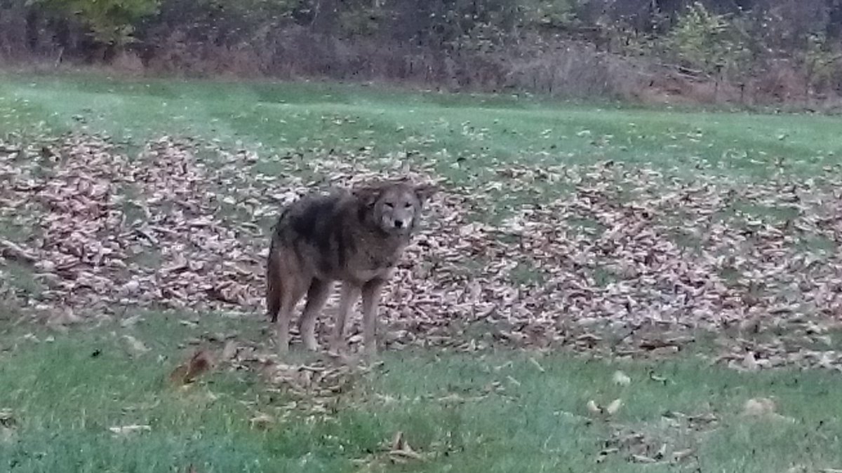 John A. Smolin tweet media