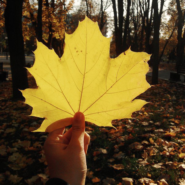 Nlopatuk's tweet photo. Осень - осень, ну давай у листьев спросим...🍁
#november #autumn #осень #ноябрь #like #likeautumn https://t.co/qTDkuluu9i