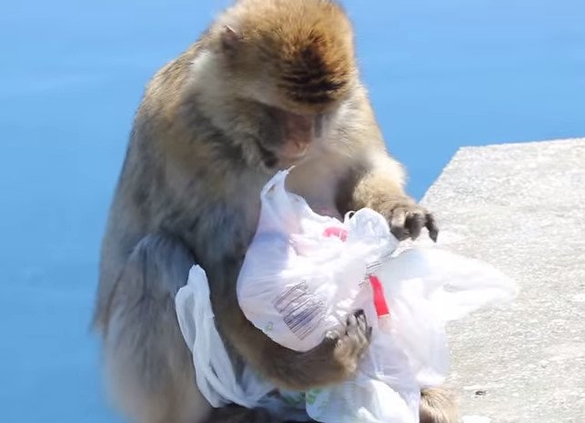 Hungry Monkey Takes Matters Into His Own Hands. HILARIOUS!!
twnewsjp.com/page.php?id=349