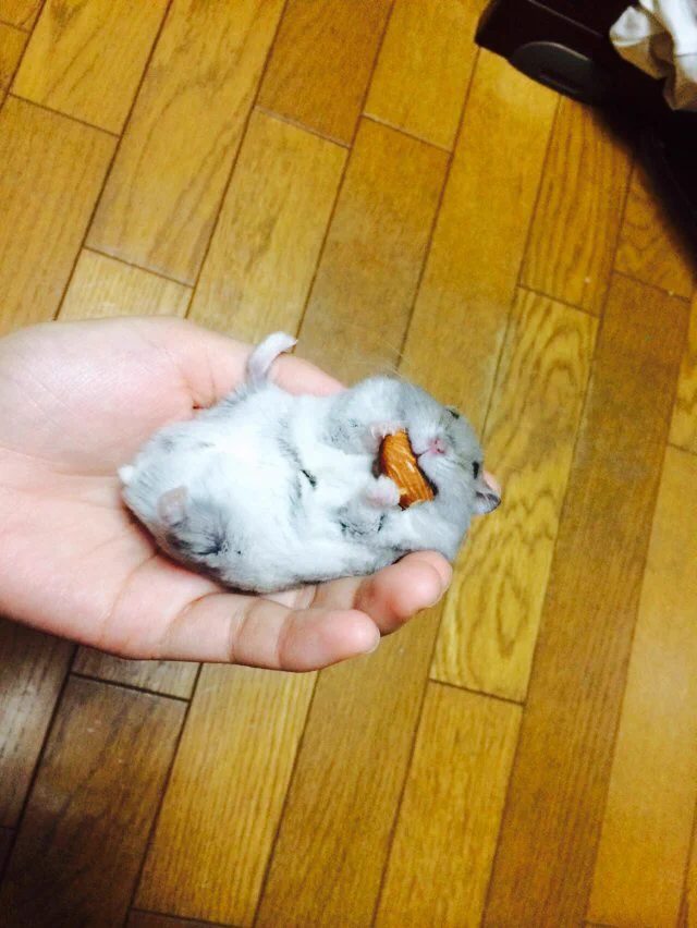ハムちゃんが幸せそうにハムハムする姿にキュン！