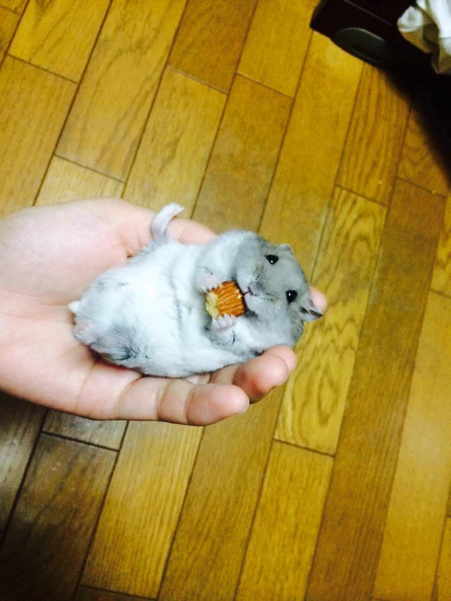 ハムちゃんが幸せそうにハムハムする姿にキュン！