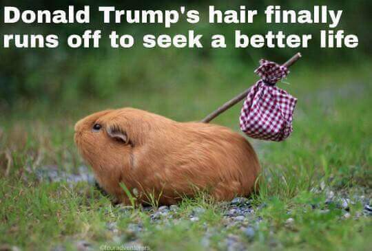 Molarsystem's tweet photo. #TrumpForPresident https://t.co/Mxif2f6s5n