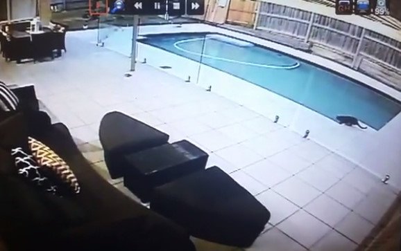 This Cat Sticks Its Paw In The Swimming Pool Until Someone Walks In. Then? HA!
twnewsjp.com/page.php?id=541
