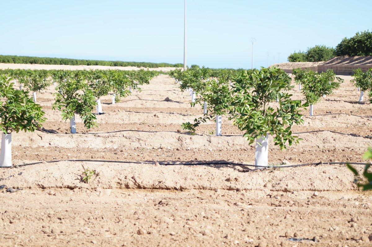 FrutasSamper's tweet photo. Cuando unes lo natural y los métodos de cultivo más innovadores dan lugar a un producto excelente... https://t.co/g2OA0Ezuhe