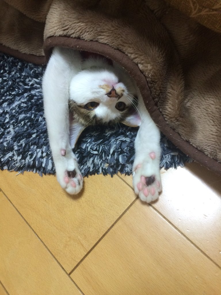 生まれて初めてコタツの素晴らしさを知ったネコの 天国ニャ の表情がこちらです Togetter 生まれて初めてコタツの素晴らしさを知ったネコの 天国ニャ の表情がこちらです Togetter