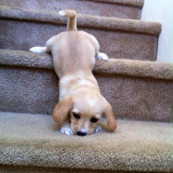 Someone has a problem with the stairs 😂 #dogtraining #puppies #dogsoftwitter