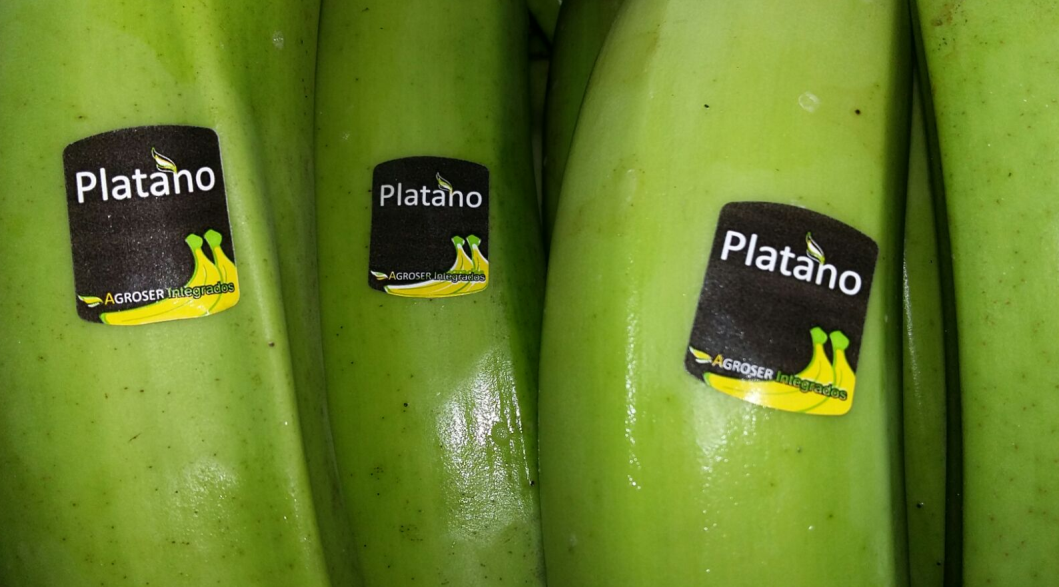 AgroserInt's tweet photo. @AgroserInt  ofrecemos plátano premiun procedente de Colombia
In @AgroserInt we offer premium bananas from Colombia https://t.co/ahtM7eGHUM