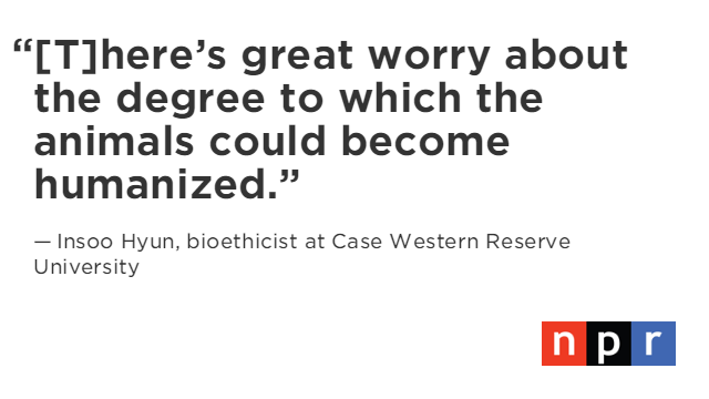 NPR's tweet photo. Scientists debate ethical issues re: inserting human stem cells into animal embryos. https://t.co/9eZG2MjsYA https://t.co/wxTgzJOP3v