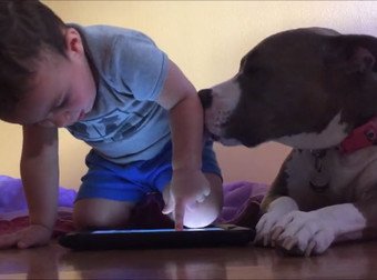 This Dog Is SO Jealous Of His Little Brother's iPad...It's The Cutest Thing Ever
twnewsjp.com/page.php?id=13…