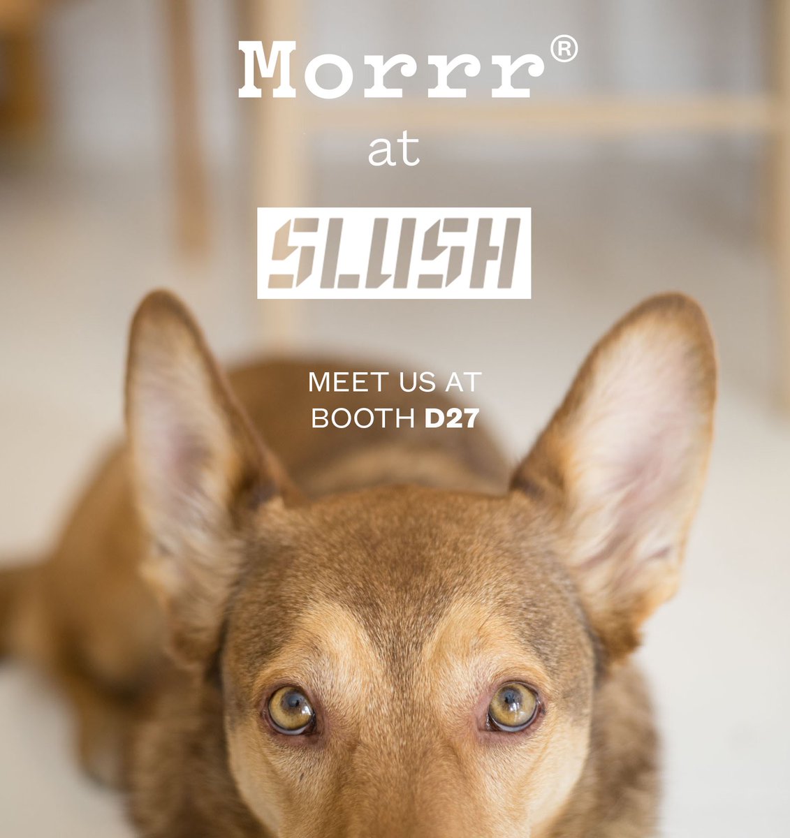 Morrrpets's tweet photo. Morrr is so excited to attend #slush15 next week! #IBMwatson #pets #technology https://t.co/mYhzja5VTw https://t.co/0vn8RMjx3P