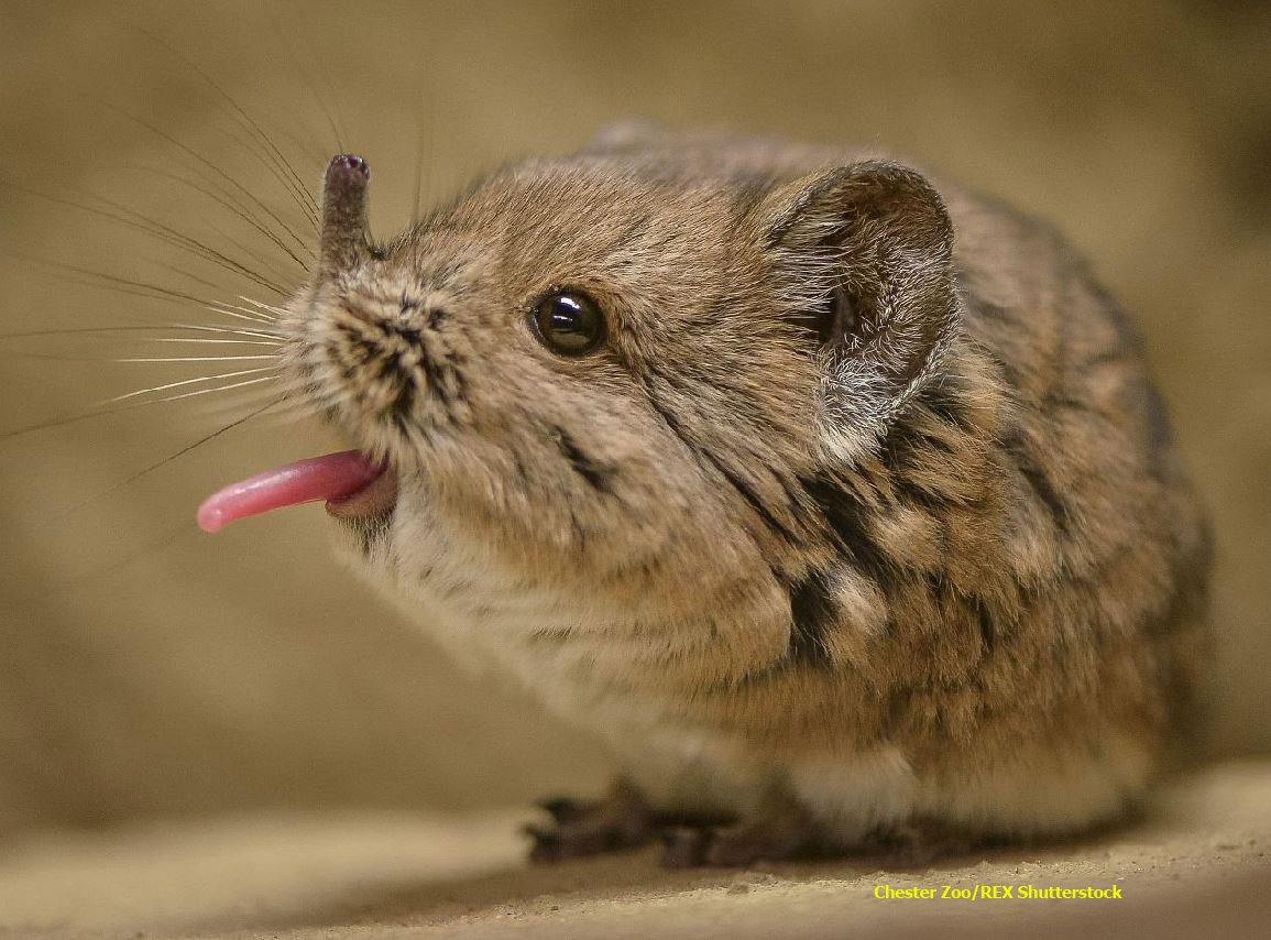 DeanMurraySWNS's tweet photo. Meet your new favourite cute critter! https://t.co/mlD6RKZYh8 #cute #ridiculous #illhave2 #sqeee #aww #mantears https://t.co/Zzmmi1ly4F