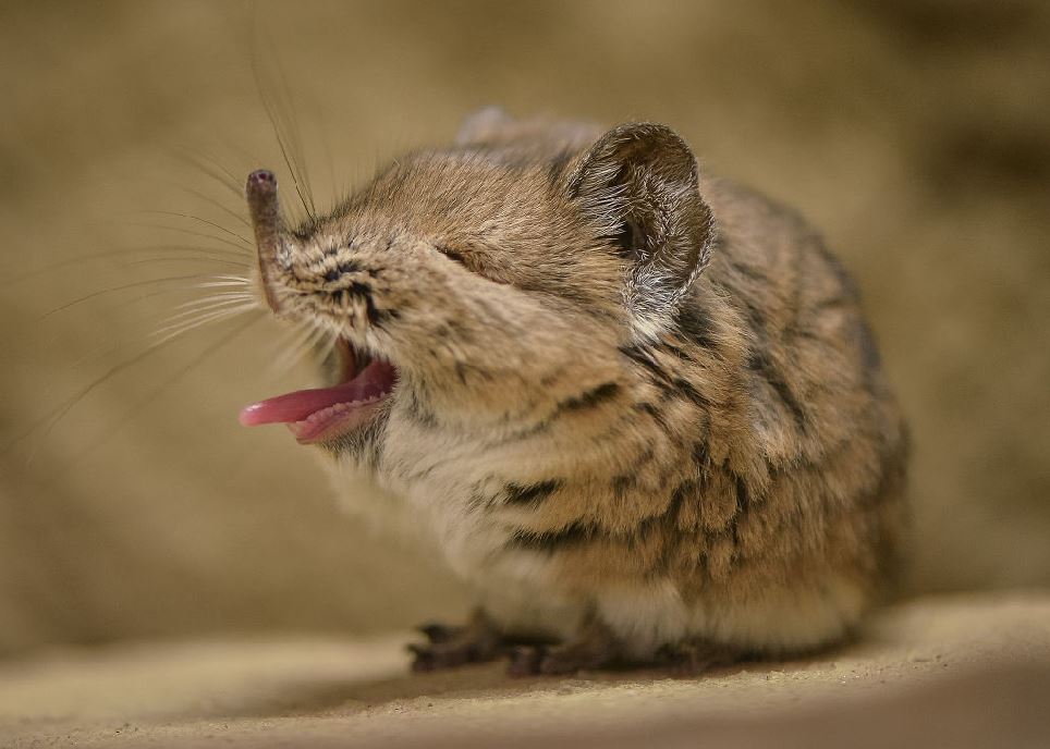DeanMurraySWNS's tweet photo. Meet your new favourite cute critter! https://t.co/mlD6RKZYh8 #cute #ridiculous #illhave2 #sqeee #aww #mantears https://t.co/Zzmmi1ly4F