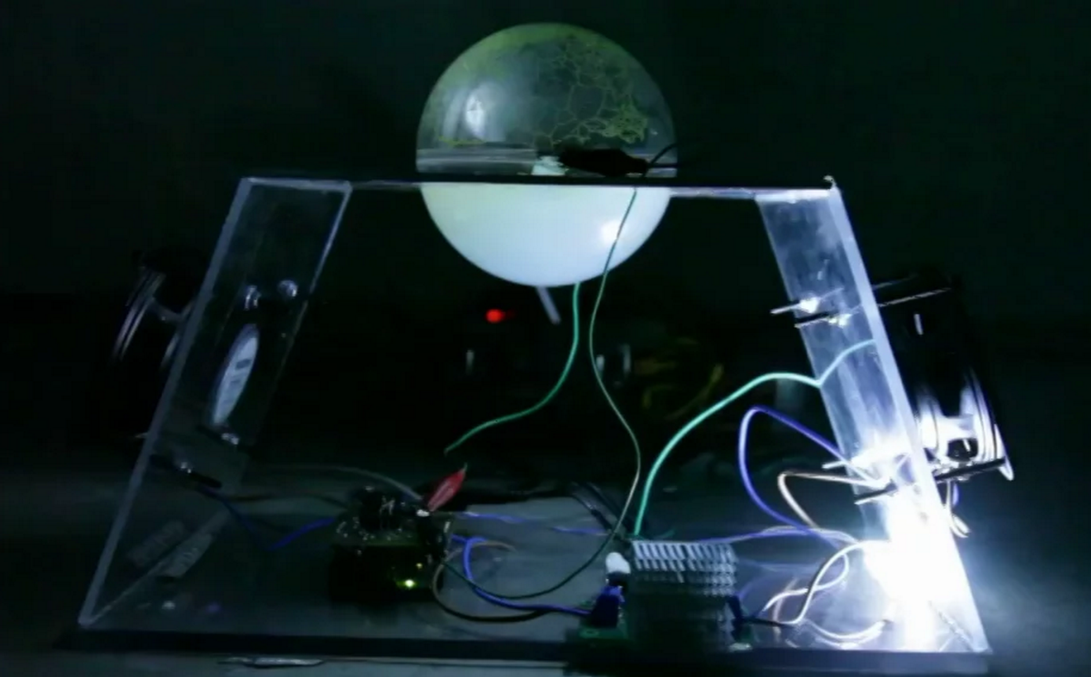 EBnet's tweet photo. Cybernetic Slime Mold Makes Algorithmic Music: https://t.co/waGzpp9XfW
#whataheadline https://t.co/bgDG7N2vq6