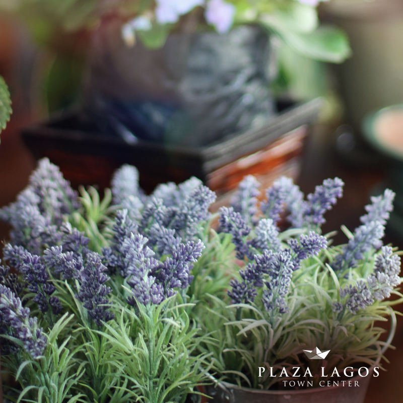 PlazaLagos's tweet photo. Visita #StudioFlora, encontrarás arreglos, jardinería y arte. Te esperamos en #PlazaLagos #Samborondón https://t.co/ppbtM8yruB