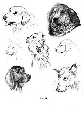 Различные рисунки животных. Эскизы животных. Стилизация персонажа. Различные рисунки животных. Различные рисунки животных.