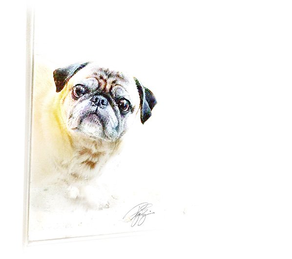 picessenceun's tweet photo. Your best friend as beautiful artwork. #picessence

#dogs #pugs #PugsNotDrugs #puglife #dogart #doglove #love https://t.co/AqOoZZK2Yr