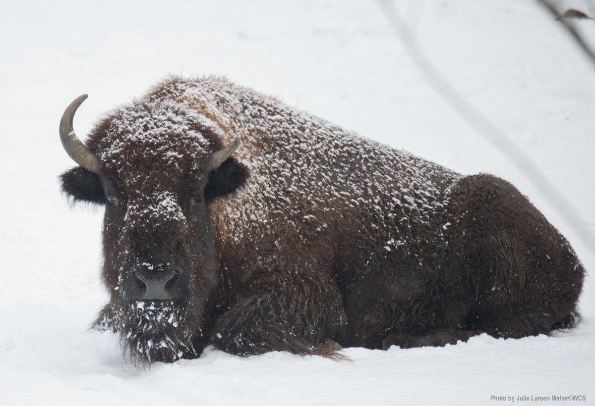 BronxZoo's tweet photo. Better know the bison for #NationalBisonDay: https://t.co/WBDERHHeAZ @NatGeoEducation #beardsforbison #votebison https://t.co/MLwj0mPMqn