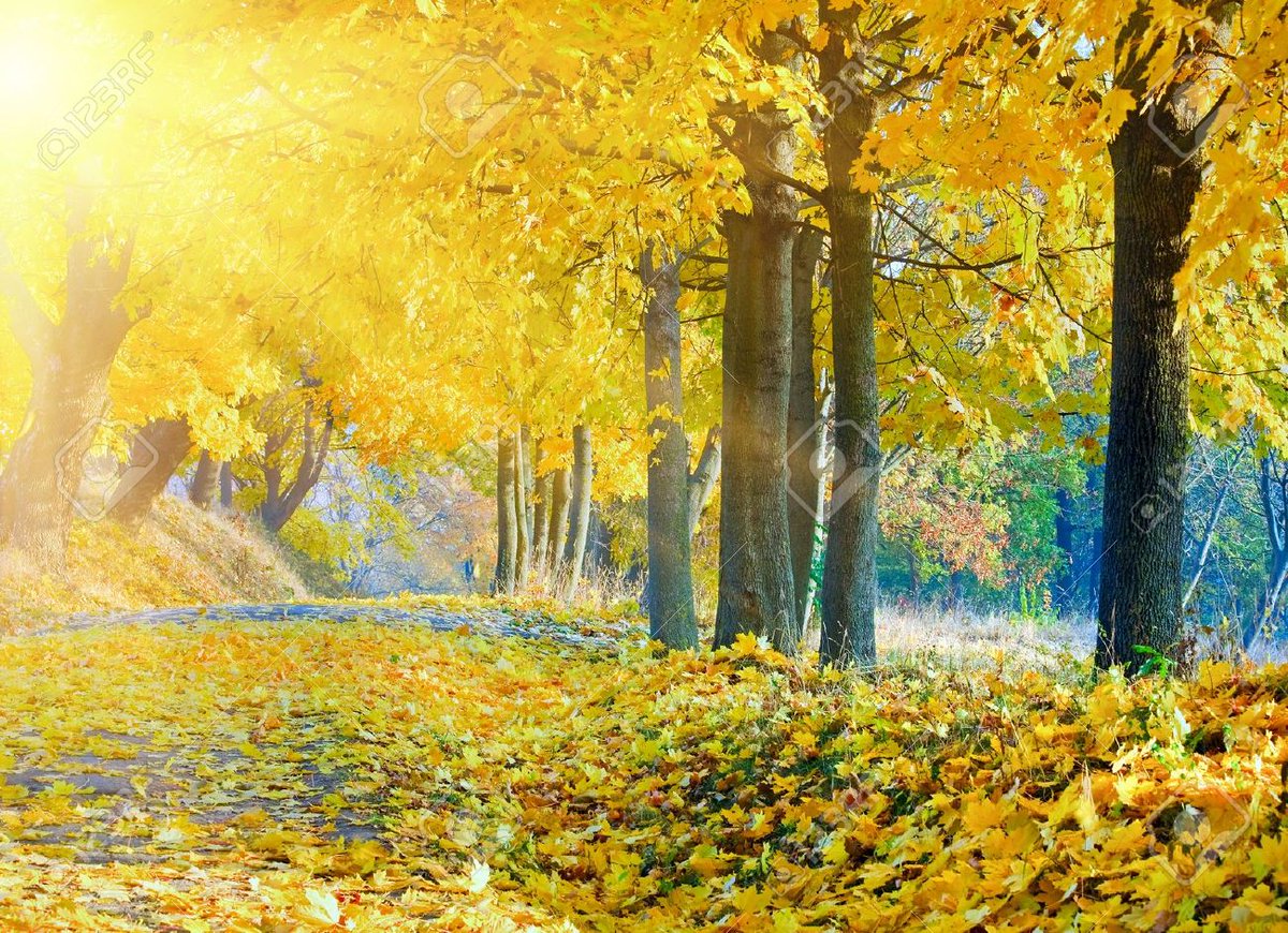 JohnJGeddes's tweet photo. the Maple desolate...
sepia scraps
of sunlit poems
scattered
at her feet https://t.co/QANfuap9xx