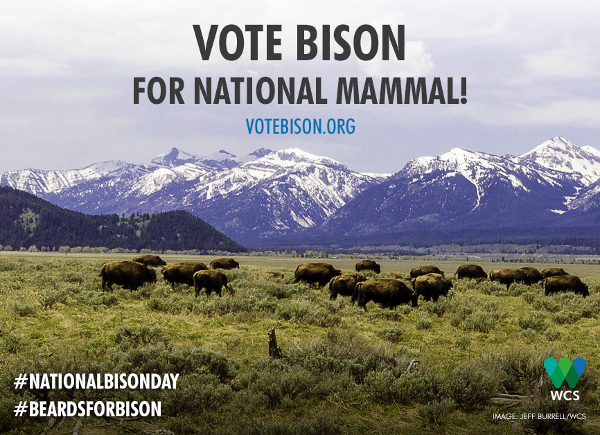 BronxZoo's tweet photo. Happy #NationalBisonDay! Show some love to America's largest land mammal & #VoteBison https://t.co/Z0D4JBBGwz https://t.co/ufrREegVGB