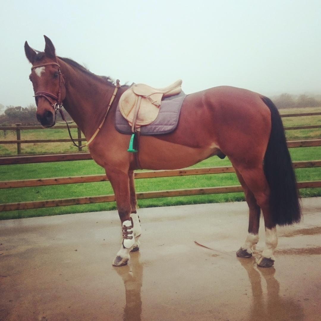 HGEquestrianIoM's tweet image. #Wonderhorse #hacktime #7days to go till #Aintree #EquineHour #equestrianhour #horsehour