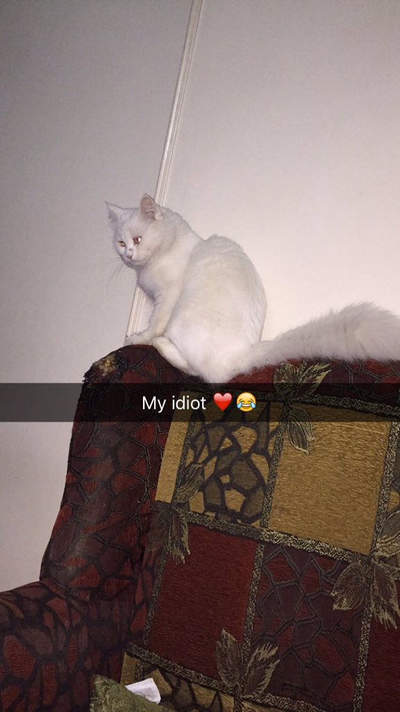 Mangestto's tweet photo. Msh 3arfa mn 3'erak kan meen hyd7aknyy walahy ya 7abeby❤️ #foreveralone #animaladdiction https://t.co/LoP5tCo8Mj