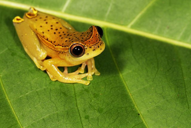 RnfrstAlliance's tweet image. Happy #FrogFriday! Frogs are indicators species, giving us clues to overall habitat health: bit.ly/1yD61G1
