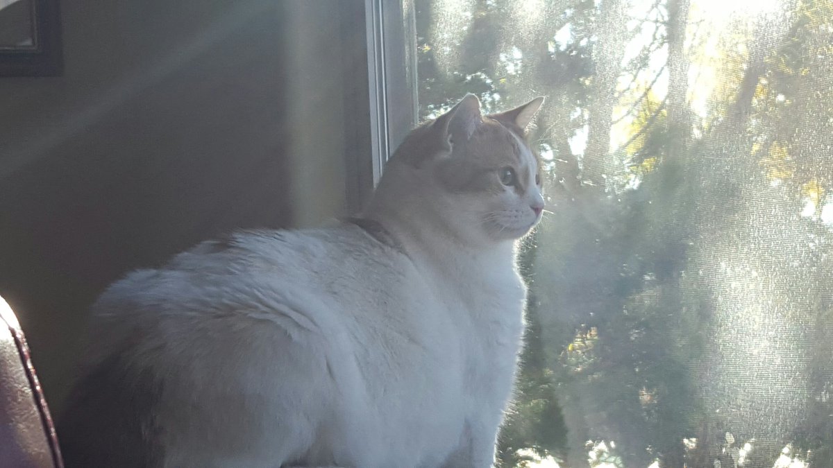 VIPetsLLC's tweet photo. Leno enjoying the morning sun. #cat #morning #sun #goodmorning #kitty #cute https://t.co/FbPFA9uLRi