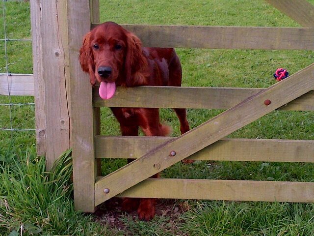 PaddySetter's tweet image. My birth brother Dougal - handsome, but not as sensational as me #obvs