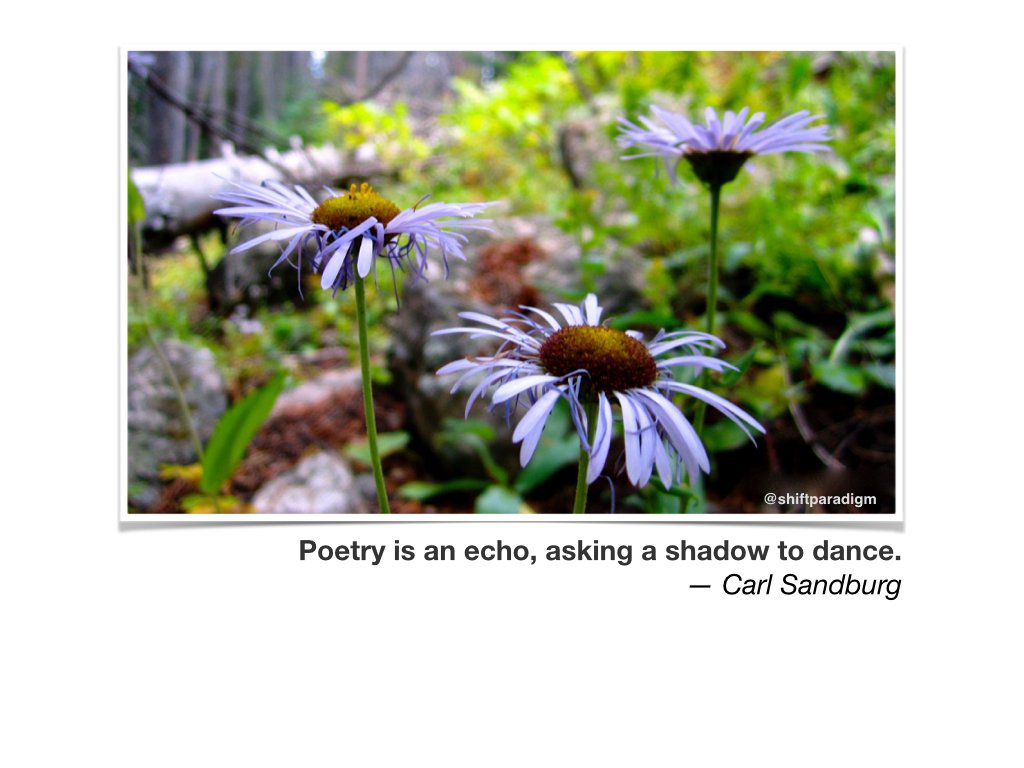 ShiftParadigm's tweet photo. #1369 Poetry is an echo, asking a shadow to dance. — Carl Sandburg https://t.co/qUFo5Vp5G2