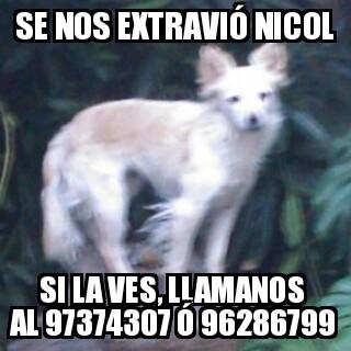 Buscando_aNicol's tweet photo. Seguimos buscando a Nicol, perdida entre #Ñuñoa y #Providencia alrededor de #Irarrázabal con #AntonioVaras RT https://t.co/q7iYS9DThI