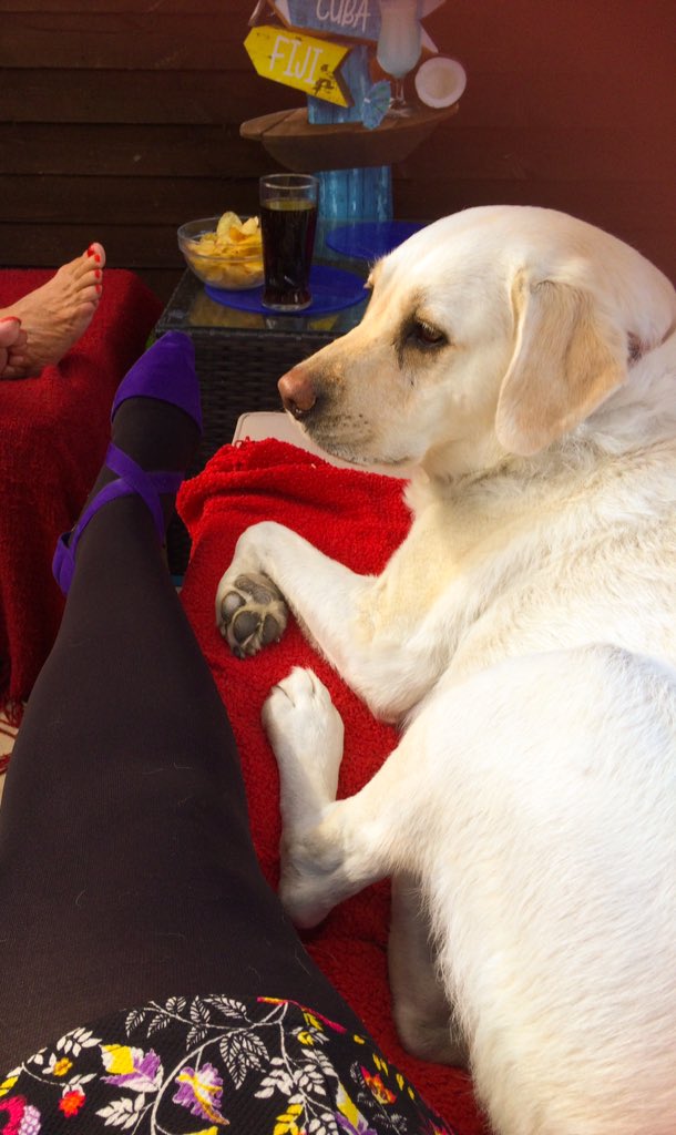 Rubitadogita's tweet photo. @PetsatHome #VIPDec2015 hi I'm Ruby. I love painting, sunbathing & wearing me christmas jumper!! https://t.co/i7ae17Ge3M
