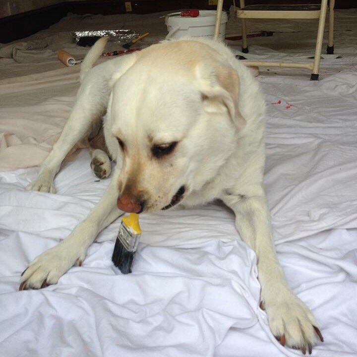 Rubitadogita's tweet photo. @PetsatHome #VIPDec2015 hi I'm Ruby. I love painting, sunbathing & wearing me christmas jumper!! https://t.co/i7ae17Ge3M