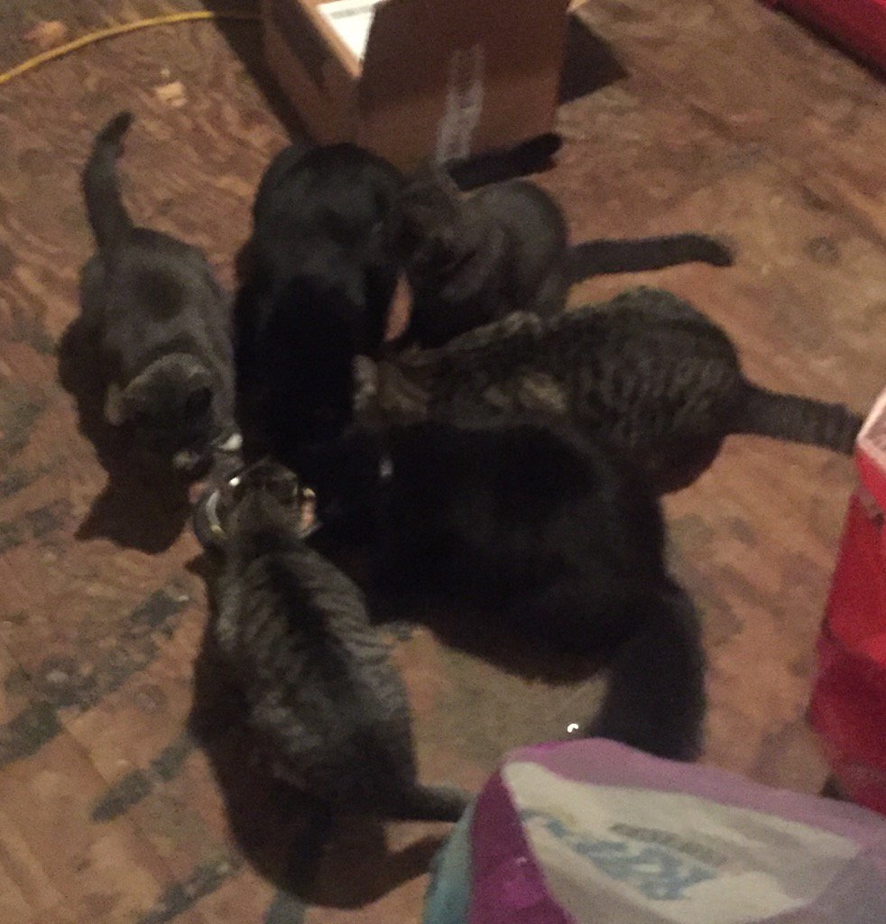 Gimpsters's tweet photo. Morning feeding frenzy #6of7 https://t.co/0eYTUFnpQd