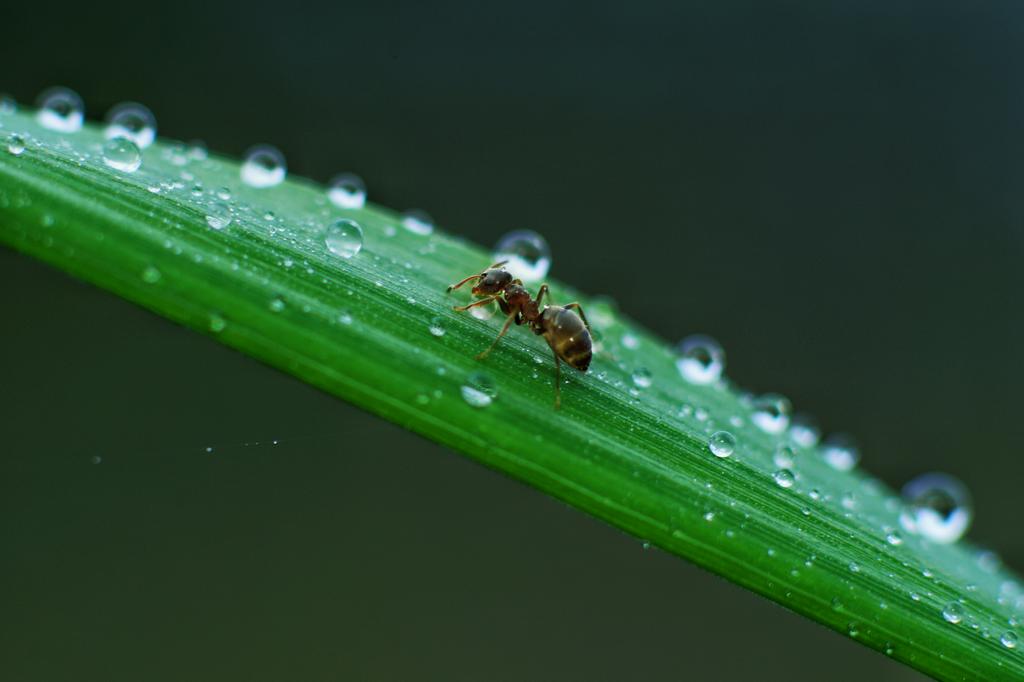 riankrenzer's tweet photo. visited some more ants today.. :) #macro #photography #nature #natureinaday https://t.co/GZeRbV7alL