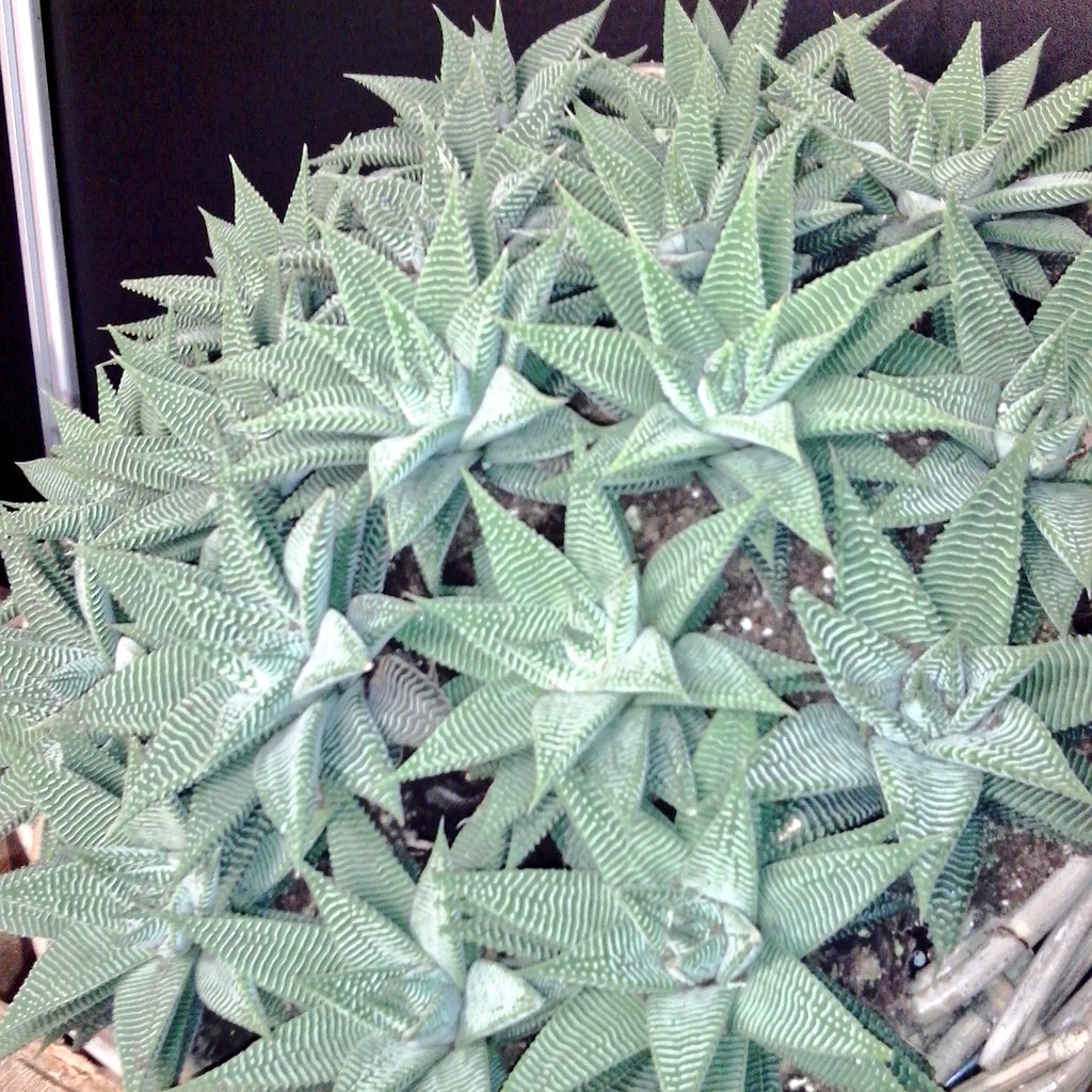 LockSucculents's tweet photo. Helaas einde #FHTF2015. De stand is afgebroken, maar u kunt onze producten gewoon nog steeds bestellen ;) https://t.co/ErpKnWRGGg