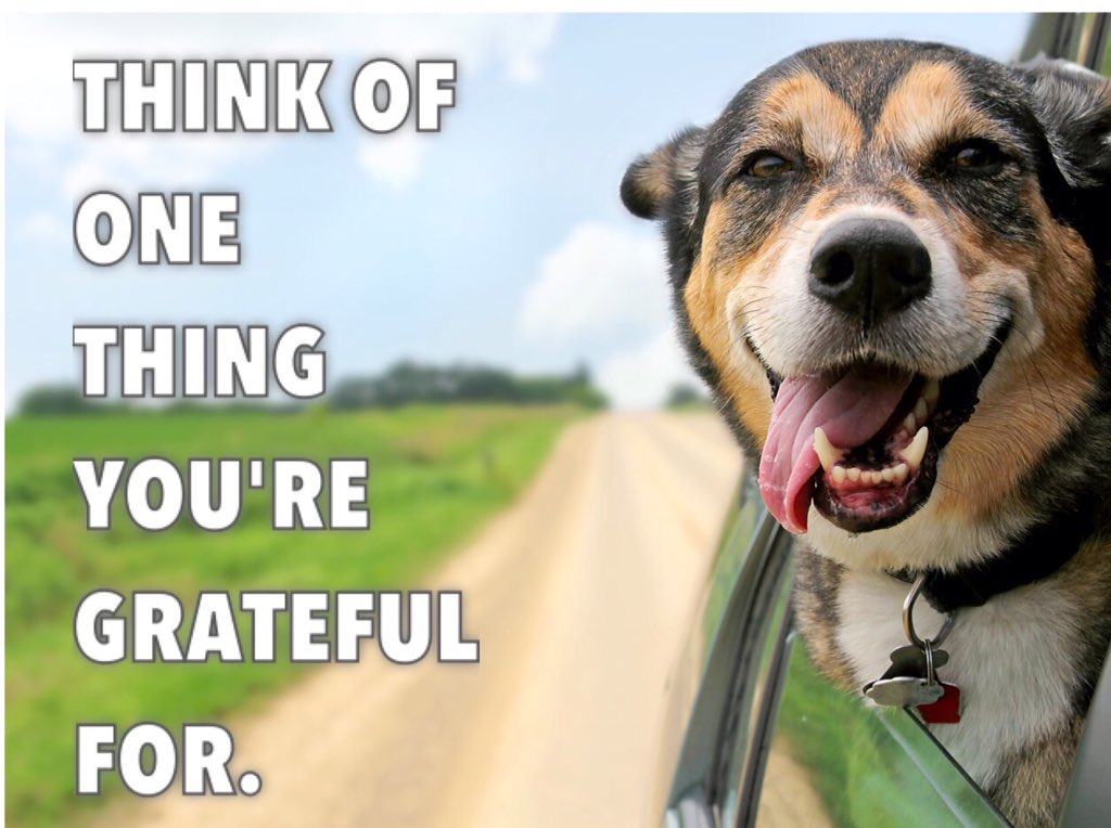 tickledpet's tweet photo. What are you thankful for? #givethanks #happyfriday #tickledpet https://t.co/J4BgEAiIO5