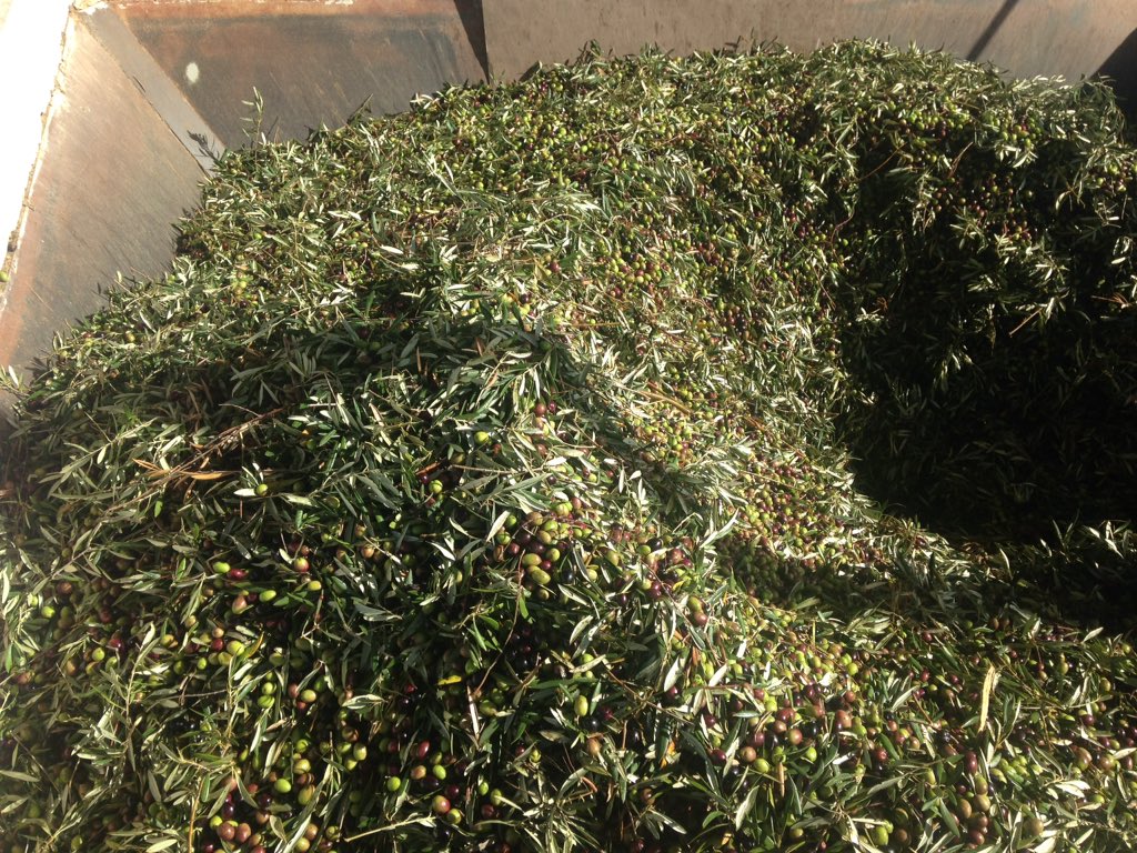 Seguimos ruta por los #aoves verdes tempranos de Mágina en <a href="/Dominus_AOVE/">Dominusvirgenextra</a> y @aceitel5esencia con <a href="/XabierGutierrez/">Xabier Gutiérrez</a>