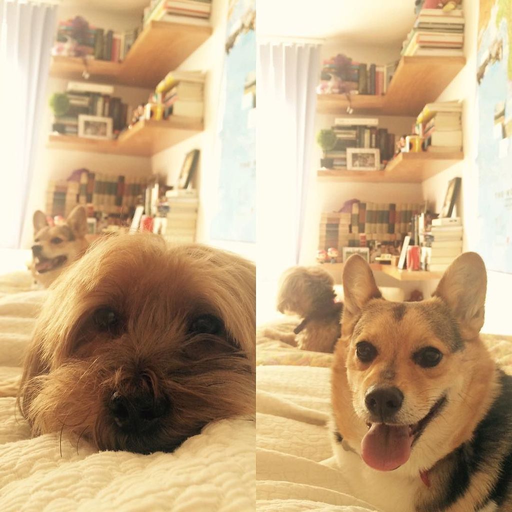 ceciliagal3's tweet photo. Toman turnos. Esto es amor 💜💜 #Maika #Shimy #corgiwelsh #yorkie #corgisofinstagram #yorkie… https://t.co/hkO6r5VoI0 https://t.co/oMgVy9Jrzq