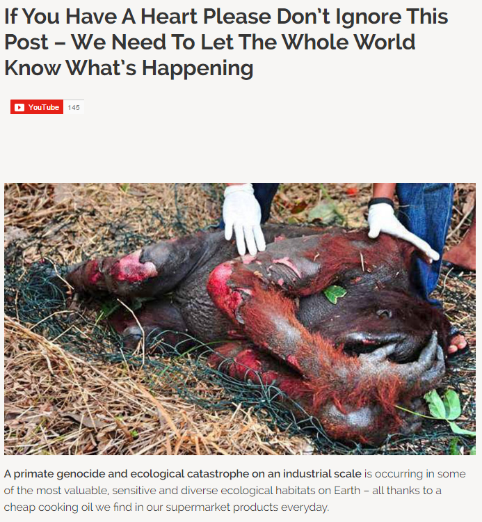 OrcaSOS's tweet photo. If You Have A ♥ Please Don’t Ignore This Post – Let The World Know https://t.co/GivJhfhEJ3
#StopTheFires #orangutans https://t.co/dnRlj3PnY5