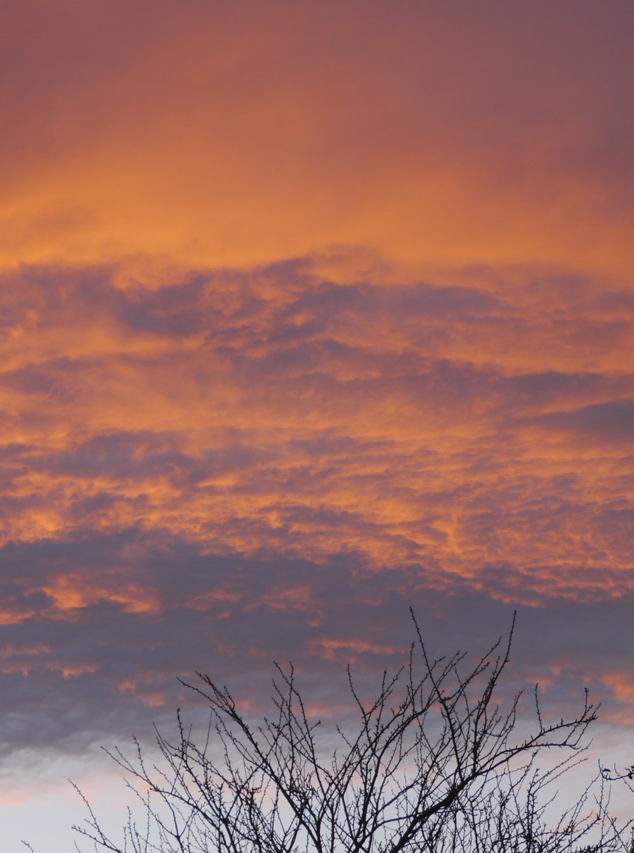 Susan Fernández Dawe tweet media