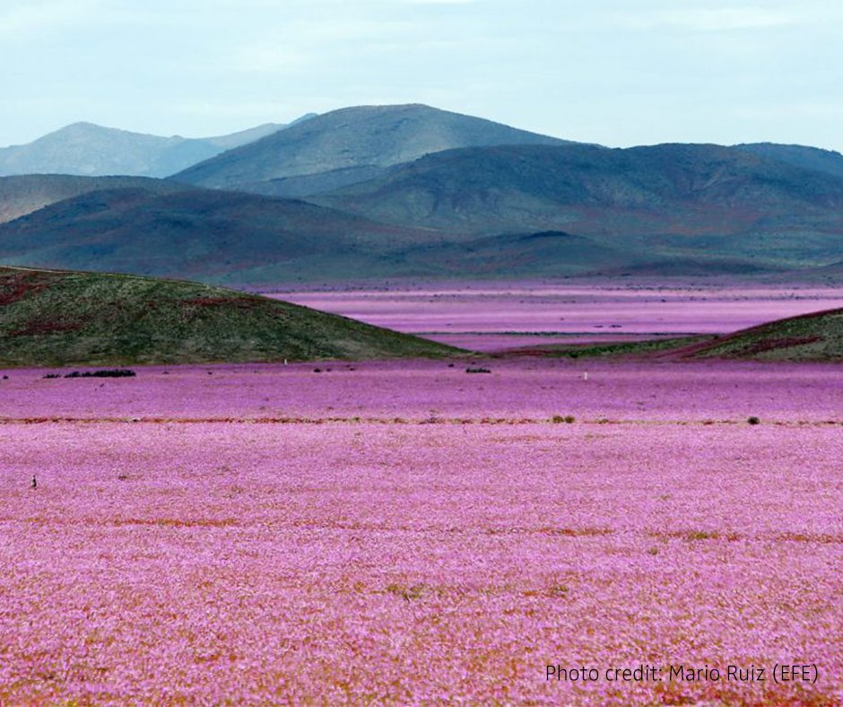 LATAM_ES's tweet photo. Cada cuatro años, en el desierto de Atacama, la naturaleza vibra en todo su esplendor. https://t.co/3nDp5aR5d9 https://t.co/JxW46xl95X