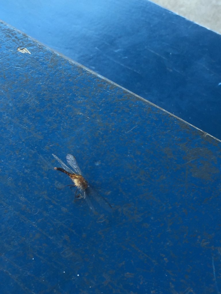 BlessedDiva29's tweet photo. My kids have no chill...if they ain't tryna kill frogs they killing dragonflies!! Poor lil tink tink!!! https://t.co/SYBGU2BeRc