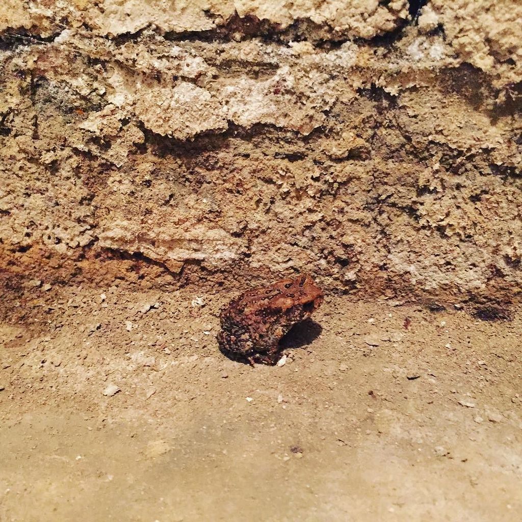 beccalikesrocks's tweet photo. Hello little toad! Fancy meeting you in my murder basement. #scarybasement #littletoad #howdidyougetthere https://t.co/oRbagdI6Y7