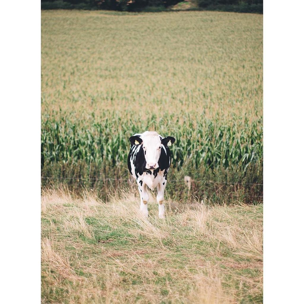 theestatedairy's tweet photo. Big week of innovation on the Farm this week. We're adjusting the herds nutrition to enhan… https://t.co/6EXTqHJmhk https://t.co/IbwMRuDLLo
