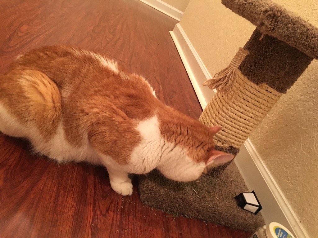 Schrody_Cat's tweet photo. In celebration of #GotchaMonth I'm getting high on #catnip. Follow the celebrations using that hashtag. #Schrody https://t.co/q3DWjYbaDn