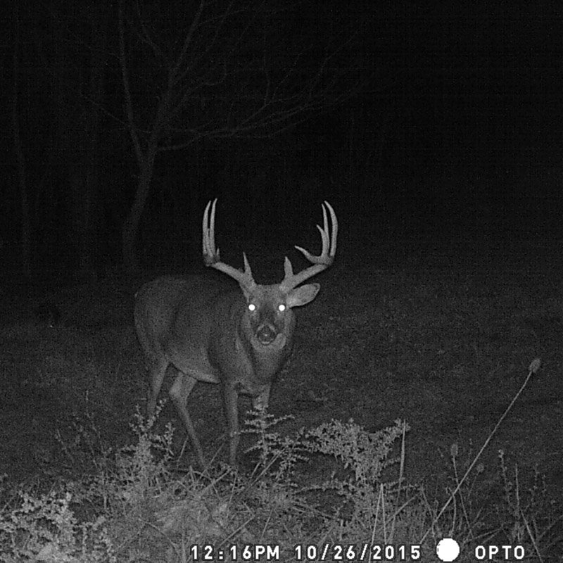 RT: ohpto: A #TenPointer looking #Spooky before #Halloween  #DeerHuntig #HuntingSeason #AdamsCountyOhio #OHPTO  …